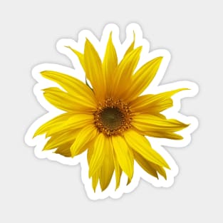 Sunflower - fall flower photograph Magnet