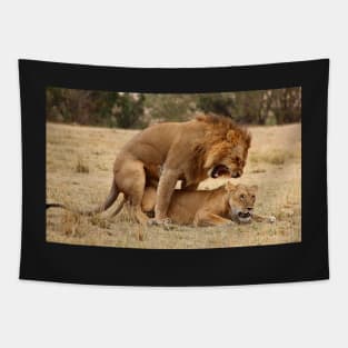 Domestic Violence. Lions Copulating, Maasai Mara, Kenya Tapestry