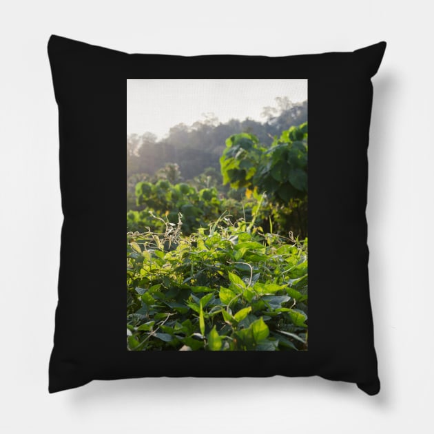 Kuala Tahan - Malaysia Pillow by Kat C.