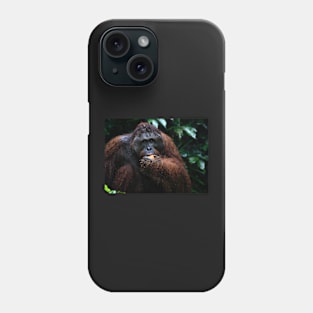 Large male Orangutan, Borneo Phone Case