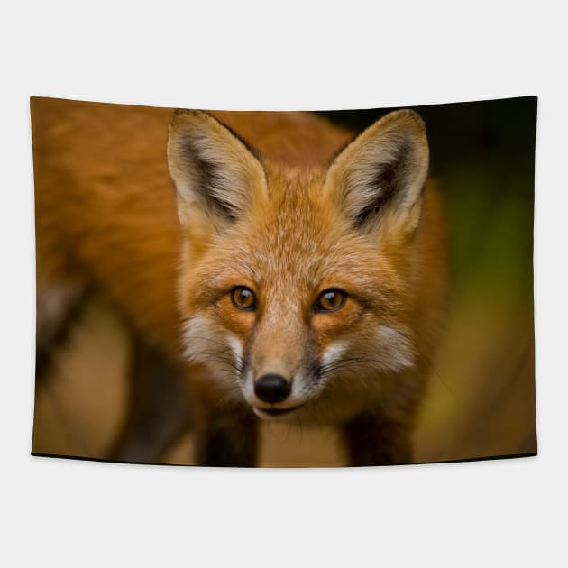 Red Fox Tapestry by jaydee1400