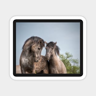 Konik Horses Magnet