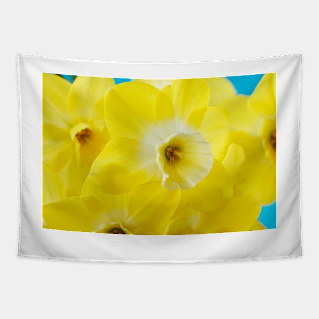 Narcissus  &#39;Regeneration&#39;  Division 7 Jonquilla   Daffodil Tapestry by chrisburrows