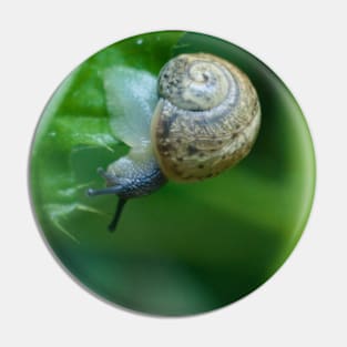 Snail On Thorny Leaf Pin