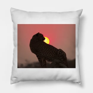 Cheetah At Sunset Pillow