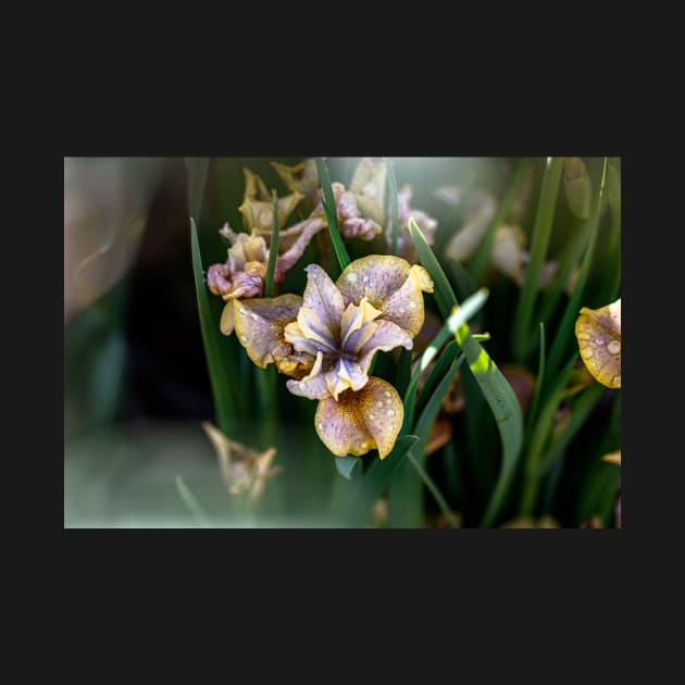 Peacock Butterfly Siberian Iris by blossomcophoto