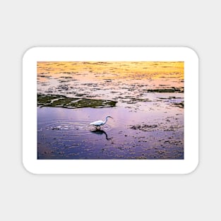 Great egret in marsh at sunset Magnet