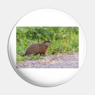 The Beaver in the wild Pin