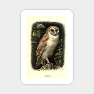 Barn Owl Magnet