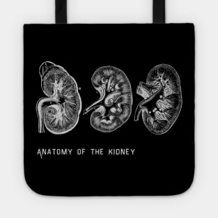 Anatomy of the kidney Tote