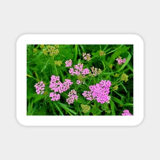 Glen Haven Wildflower Study 2 Magnet