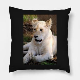 Adolescent Male White Lion Pillow