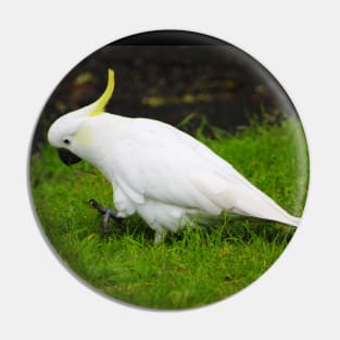 The Cockatoo Pin