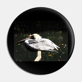 Exotic Bird, Bronx Zoo, Bronx, New York City Pin