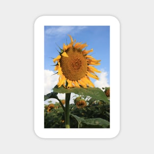 Kansas Country Sunflower Phone Case Magnet