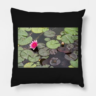 Beautiful pink waterlily in the Danube Delta, Romania, on summer day Pillow