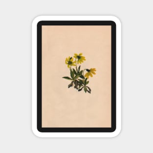 Lake Louise Arnica-Vintage Print-North American Wild Flower-Art Prints-Mugs,Cases,Duvets,T Shirts,Stickers,etc Magnet