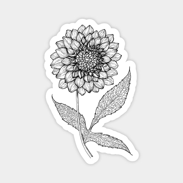 Dahlia hand drawn illustration Magnet by katerinamk