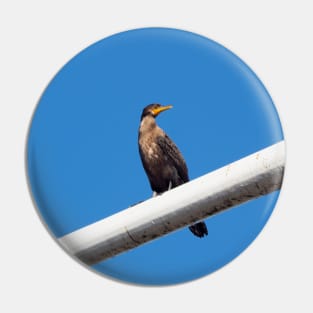 Double-crested Cormorant Perching On a Light Pole Pin