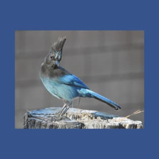 Wild birds, Stellar's Jay, wildlife, blue jay T-Shirt