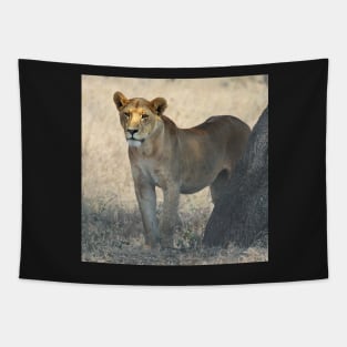 African Lion, Serengeti, Tanzania Tapestry