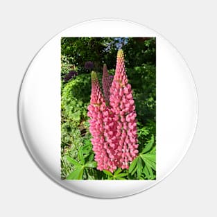 Lupins in Sunshine Pin