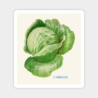 Illustration of Cabbage (1915) Magnet