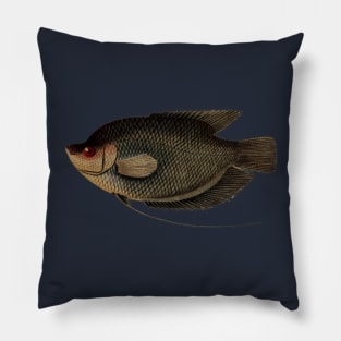 Gourami Fish Vintage Scientific Illustration Pillow