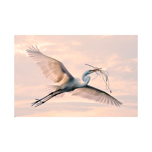 Egret with nesting material by Tarrby