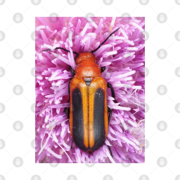 Blister beetle in Florida, identified as Nemognatha piazata by SDym Photography