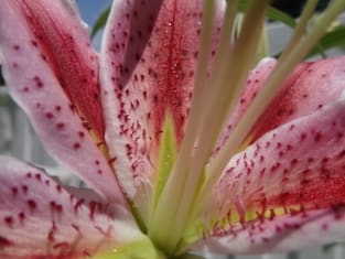 Beautiful photograph of lily flower Magnet