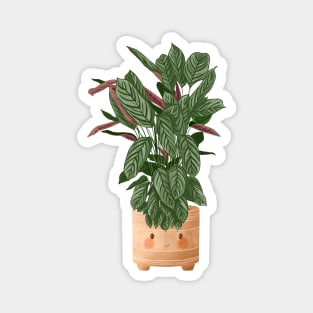 Cute Plant Illustration, Calathea Makoyana Compact Star Magnet