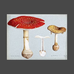 Antique Watercolor of Amanita Mascara Magic Mushroom T-Shirt