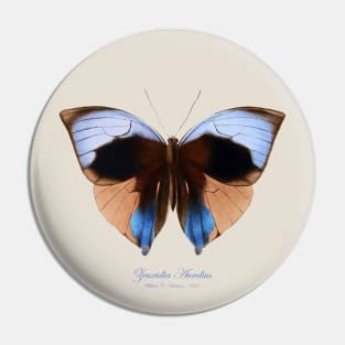 Butterfly - Giant Saturn or Zeuxidia Aurelius Pin