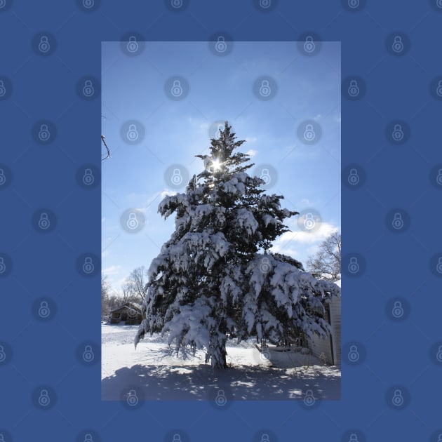 Snowy Evergreen tree with a Star by ROBERTDBROZEK