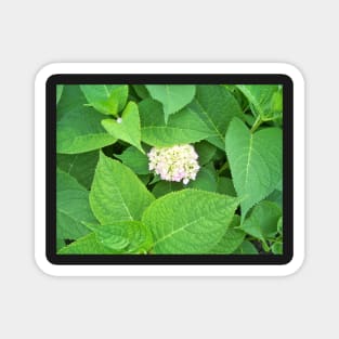 Hydrangea Magnet