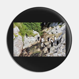 Snares Crested Penguins Pin