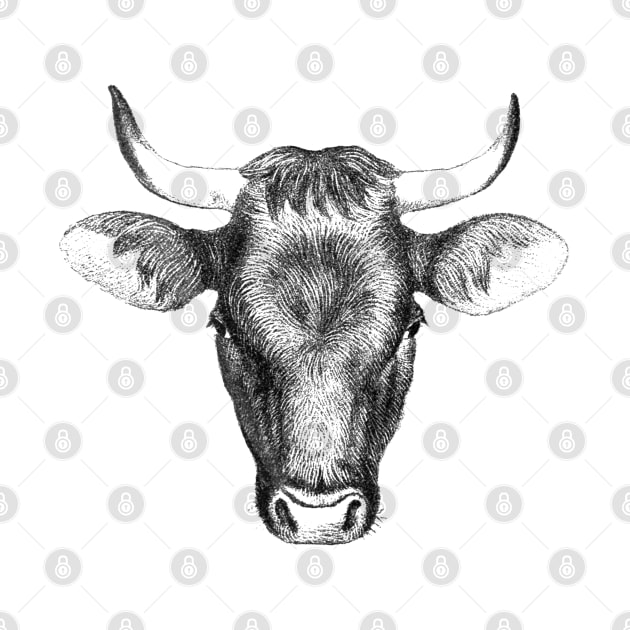 Bull Head Black & White Illustration by Biophilia