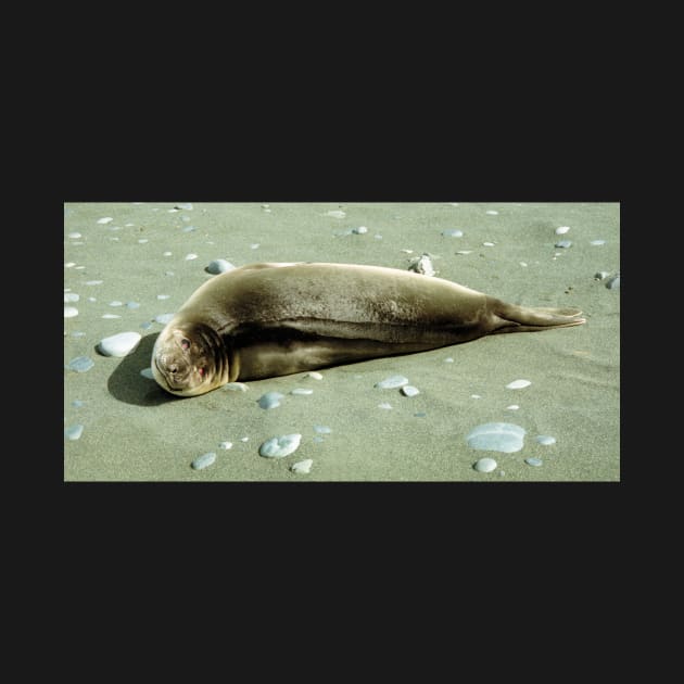 Southern Elephant Seal Pup, Macquarie Island by Carole-Anne