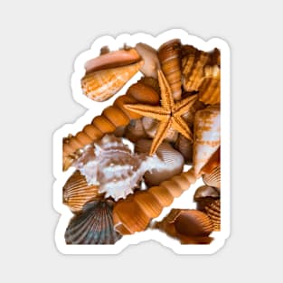 Seashells Summer Beach Holidays Magnet