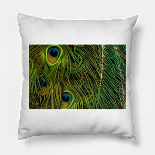 Peacock Close up Pillow