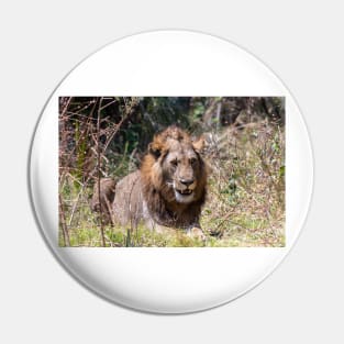 Smiling Lion Big Cat Showing His Teeth Pin