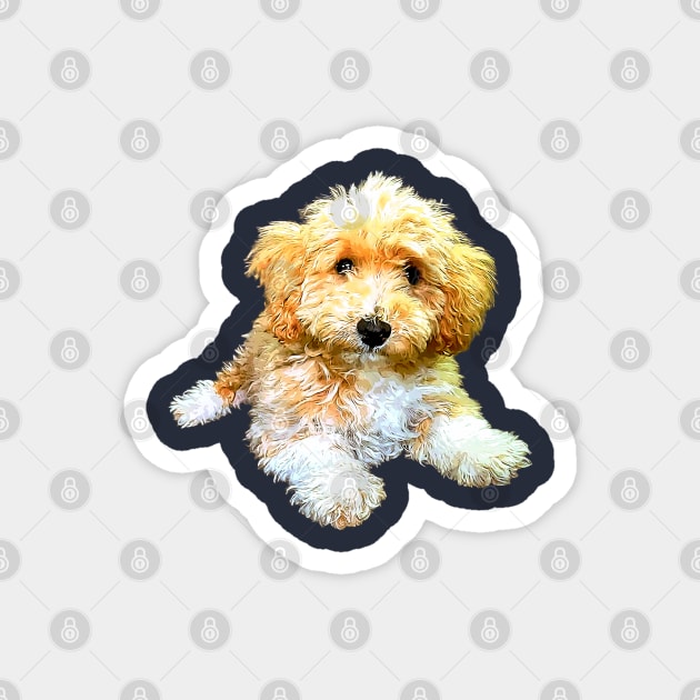 Golden doodle labradoodle cavoodle cavapoo poodle mix Magnet by ElegantCat