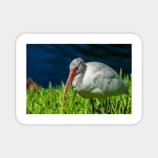 American white ibis 2 + 2 Magnet