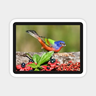 Painted Bunting Male Bird Magnet