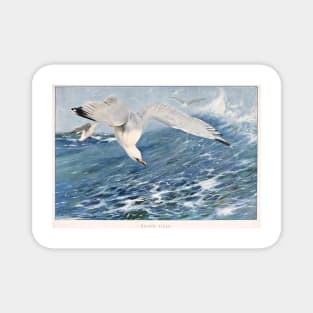 Silver Gull Magnet