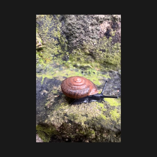 Garden Snail by glovegoals