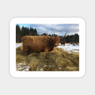 Scottish Highland Cattle Cow 2160 Magnet