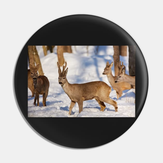 Roe deer in the forest Pin by naturalis