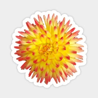 Yellow and Pink Dahlia Flower Magnet